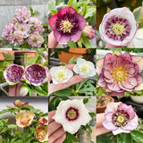 Colección Hellebore de Carnaval - Rosa de Navidad