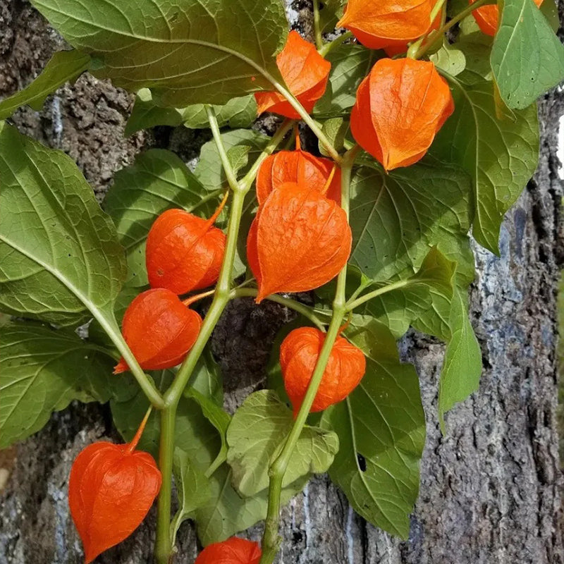 Semillas de cereza de linterna Cereza de tierra de invierno-Cereza de tierra de fresa