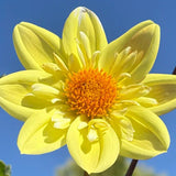 Bright Yellow Dahlia Seeds