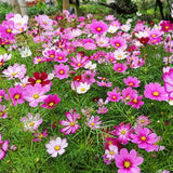 Mix Cosmos Seeds for Planting Heirloom Wildflower (Cosmos Bipinnatus) Attract Bees Butterflies Monarchs Open Pollinated