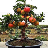 Semillas de manzano en miniatura Planta de fruta de manzana enana de alto rendimiento y floración perfecta para contenedores