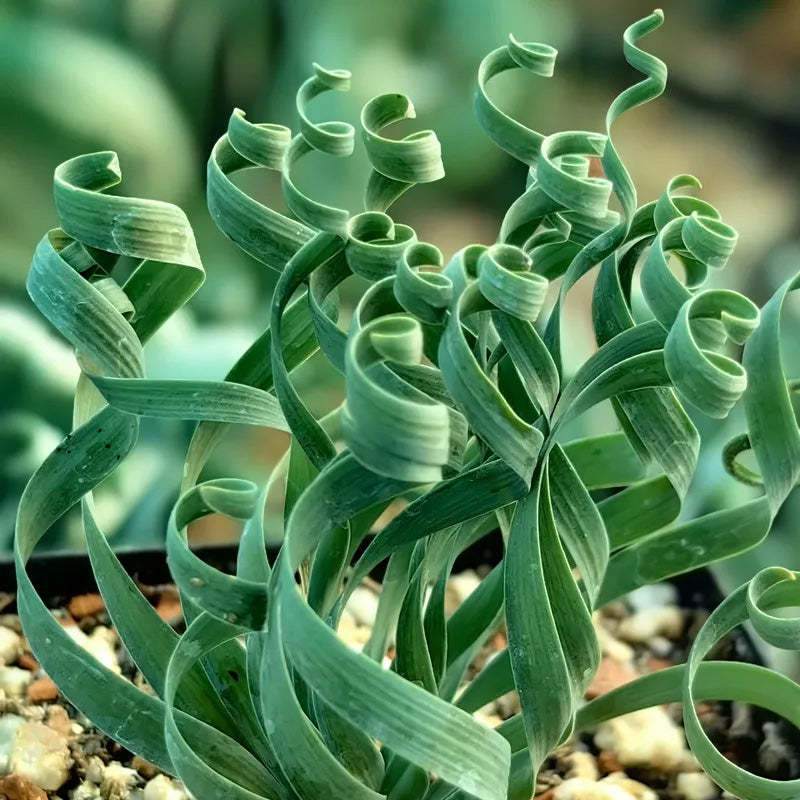 Rare Spring Grass Spiral Succulents