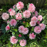 Semillas de azalea alpina, especies raras