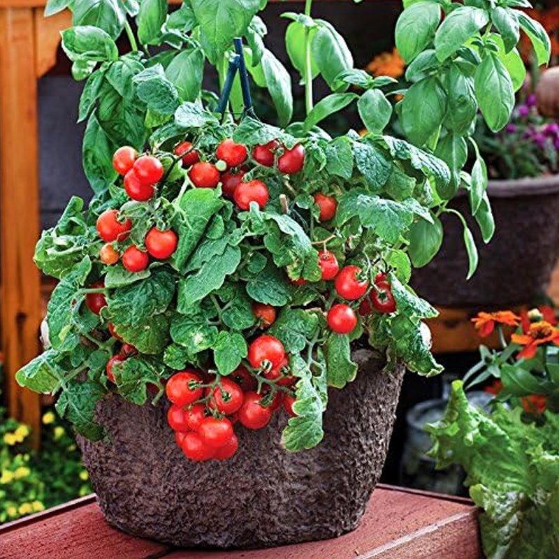 Semillas de tomate enano Red Robin, dulces, poco ácidas, determinadas, de polinización abierta, deliciosas