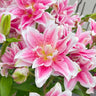 Lily Seeds