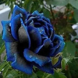 Rosa azul negra rara - semillas