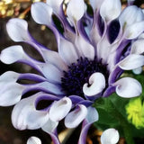 Semillas mixtas de osteospermum, margarita araña y margaritas (raras)