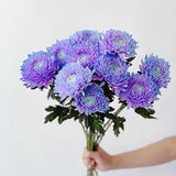 Rare Purple Peony Aster