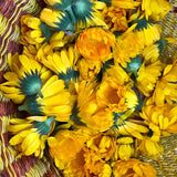 Resina de caléndula