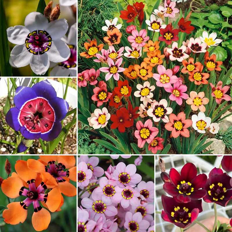 The Stunning Tricolor Wandflower Seeds Collection