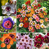 The Stunning Tricolor Wandflower Seeds Collection