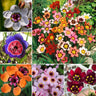 The Stunning Tricolor Wandflower Seeds Collection