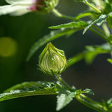 Flower of an Hour (Hibiscus trionum)