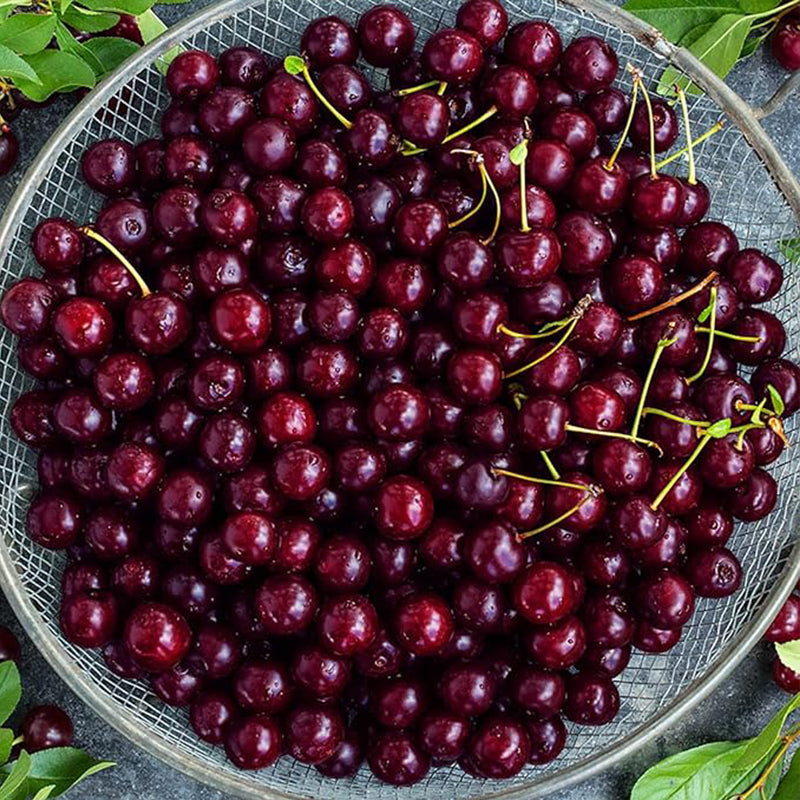 Semilla de cerezo enano Fruto comestible dulce Sabor robusto Excelente jardinería