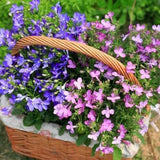 Mix Creeping Thyme Seeds for Planting Ground Cover Plants Easy to Plant and Grow