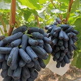 Último día 50% de descuento - Semillas de uva Sapphire de alta calidad - 98% de germinación