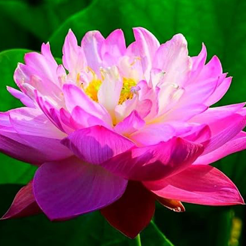 Miniature Water Lily Seeds