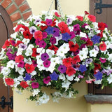 Petunia Seeds Grandiflora Flowers Mixed Rainbow Color