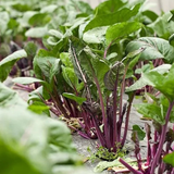 Under The Snow Beetroot Seeds Biennial Compact Cold Resistant for Salads