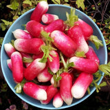 Semillas de rábano de fruto del pulgar