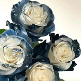 Rosa Galaxia Estrellada - Rosa Rara