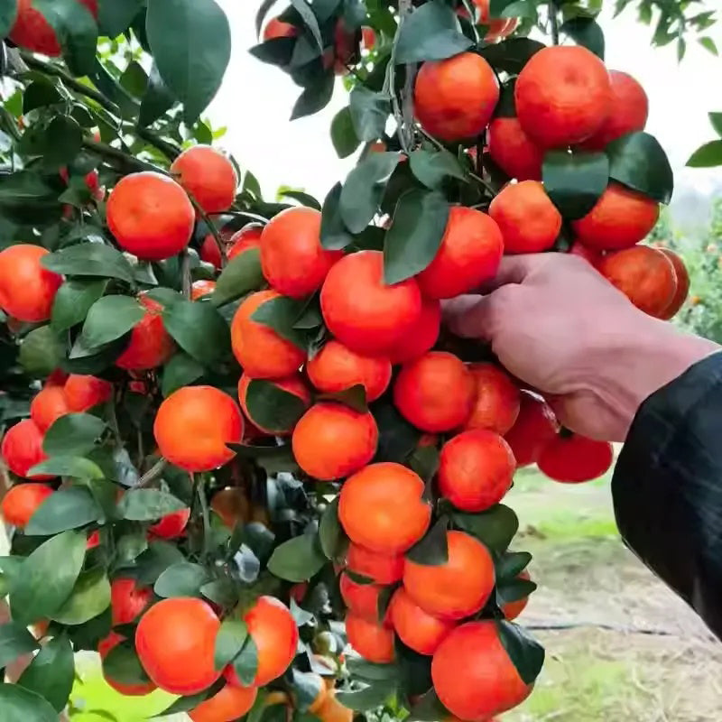 Potted Sugar Tangerine Seeds