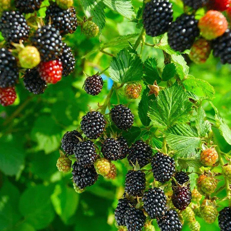 Sweet Giant Blackberry: Huge, Juicy Blackberries Await!