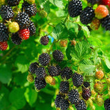 Sweet Giant Blackberry: Huge, Juicy Blackberries Await!