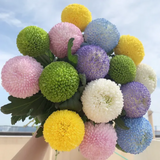 Colorful Ping Pong Chrysanthemum Seeds