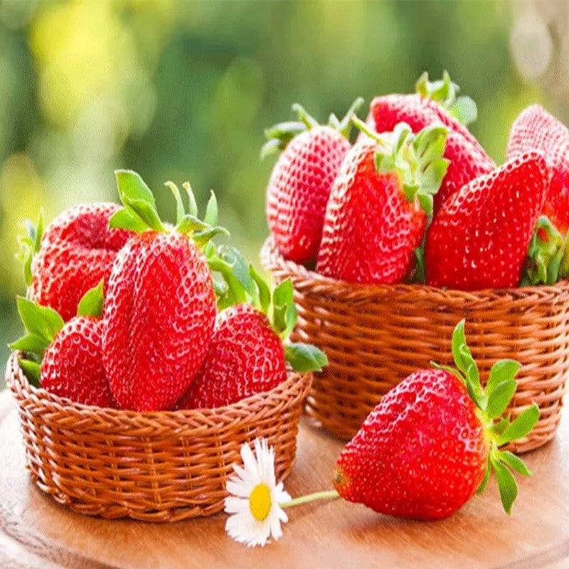 All-season Strawberry Seeds EverBloom Berries