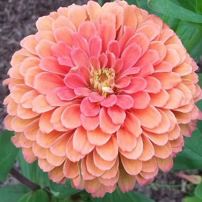 Giant Salmon Rose Zinnias Seeds