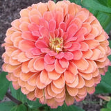 Giant Salmon Rose Zinnias Seeds