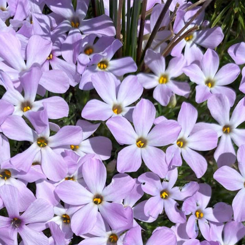 Purple Phlox paniculata Seeds