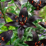 Black Lily: A Proud Black Flower