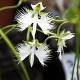 Habenaria radiata Seeds