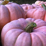 Semillas de calabaza rosadas
