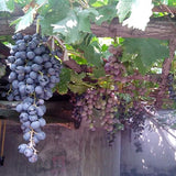 Grape Seeds Vine Fruit Seeds Mix Plant Home Garden