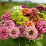 Double Zinnia Mixed Color Seeds