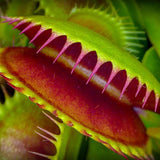 Semillas de Venus atrapamoscas Semillas de Venus atrapamoscas para plantar en el jardín de casa