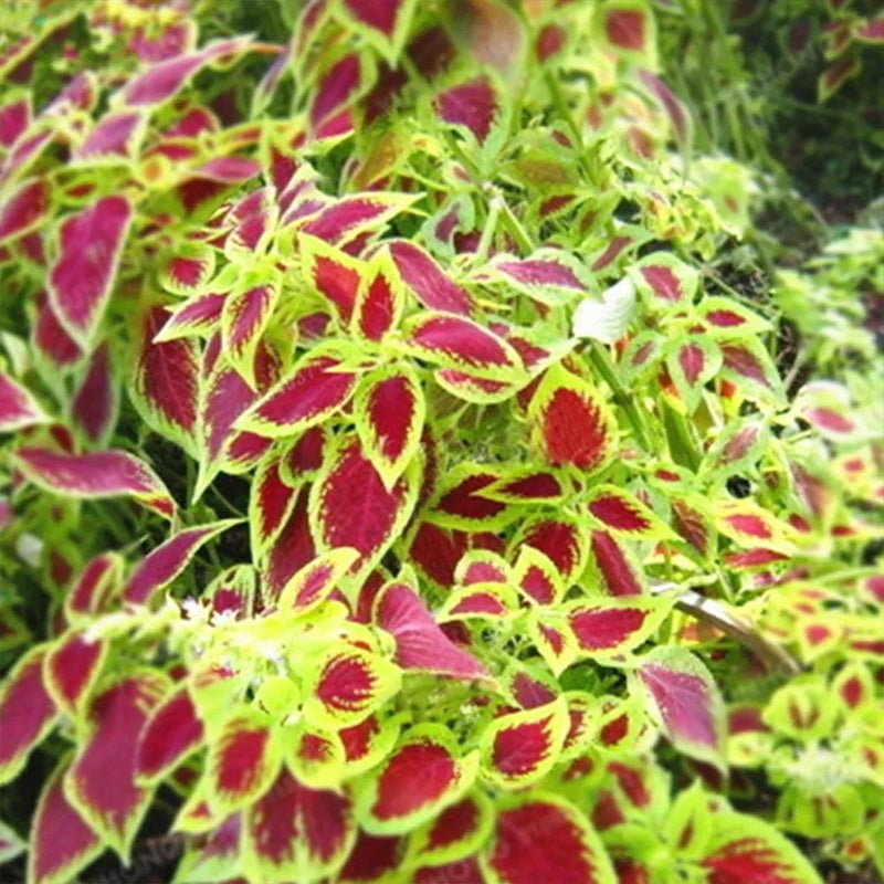 Coleus Bonsai Flower Leaf Plants Rainbow Dragon Seeds