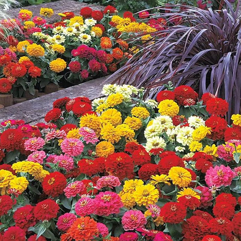 Crazy Blend Zinnia Seeds for Planting