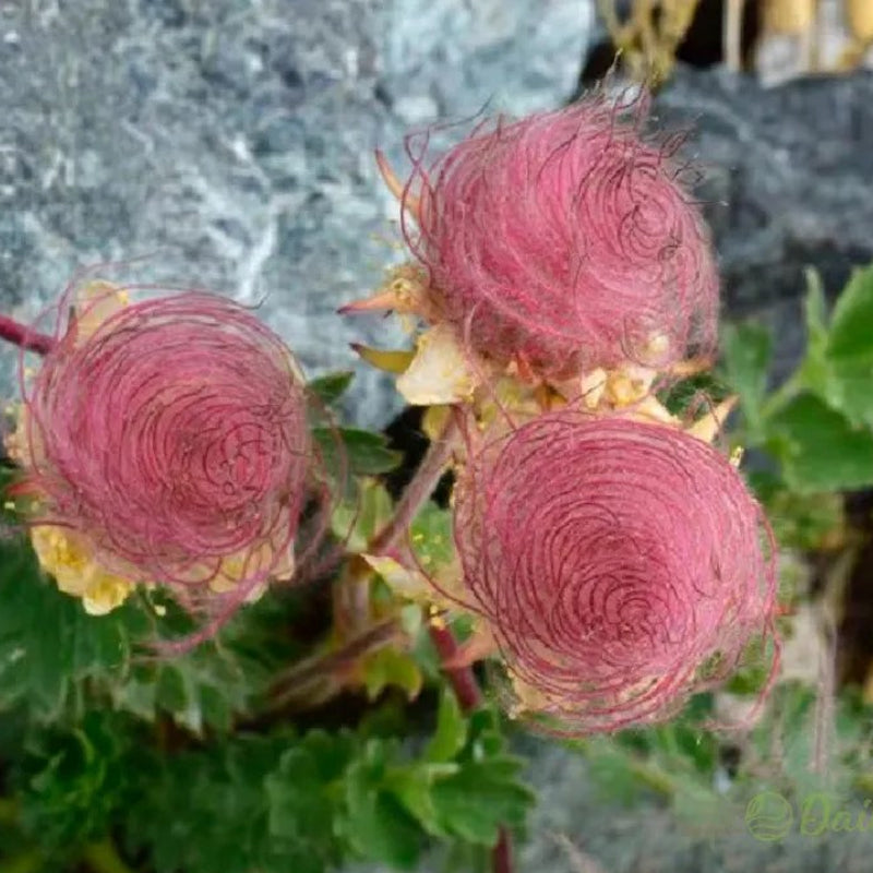 Semillas de flores de humo de pradera