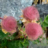 Semillas de flores de humo de pradera