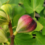 Rainbow Figs Seeds higher quality