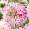 Rare Dahlias