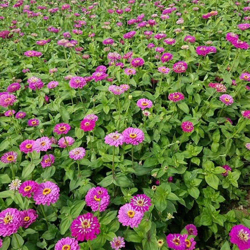 Semillas de zinnia doble mixtas para jardín de flores, gran variedad brillante y hermosa, mariposa