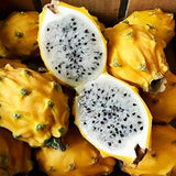 Semilla de fruta del dragón amarilla Fruta pitaya de color raro Frutas dulces y jugosas Ricas en vitaminas