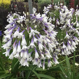 Agapanthus africanus 'Fireworks'