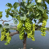 Semillas del árbol de moscatel Shine: uva Sunshine Rose (se puede plantar en macetas)