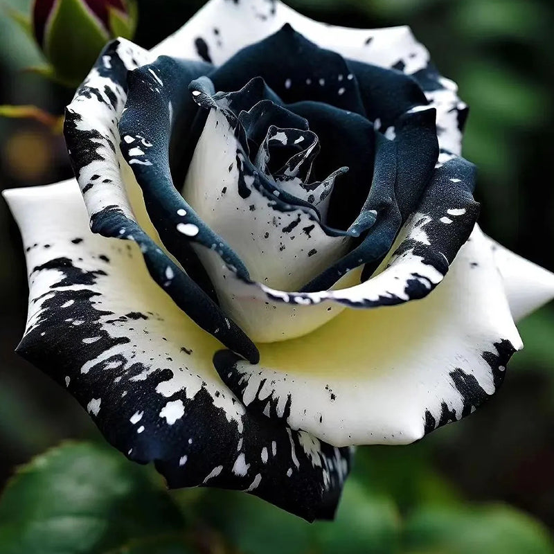 Two Roses Black Rare Black and White Twin Roses – Haiyiplants